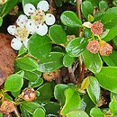 Cotoneaster radicans Eichholz