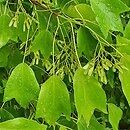 Acer buergerianum (klon trójzębny)