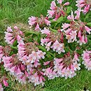 Kolkwitzia amabilis (kolkwicja chińska)