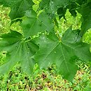 Acer truncatum (klon ściętolistny)