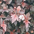 Physocarpus opulifolius Tuilad