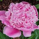 Paeonia lactiflora Lady Anna