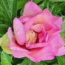 Paeonia lactiflora Pastel Splendor