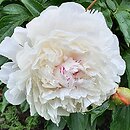 Paeonia lactiflora Dermonth