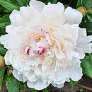 Paeonia lactiflora Duchesse de Nemours