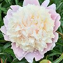Paeonia lactiflora Festiva Maxima