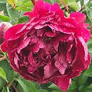 Paeonia lactiflora Adolphe Rousseau
