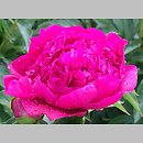 Paeonia lactiflora Marechal Mac Mahon
