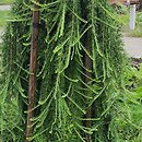 Larix decidua Puli