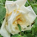 Rosa hort. Ilse Krohn Superior