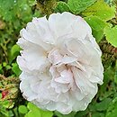 Rosa hort. Shailer's White Moss