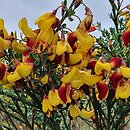 Cytisus Firefly