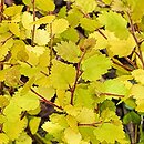 Betula nana Golden Treasure