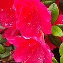 Rhododendron hort. Aleksander