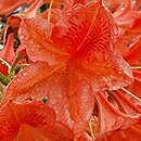Rhododendron hort. Spek's Orange