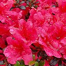 Rhododendron hort. Stewartstonian