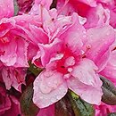 Rhododendron hort. Herbert