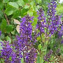 Salvia ×sylvestris