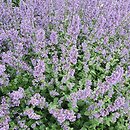 Nepeta grandiflora (kocimiętka wielkokwiatowa)