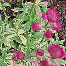 Astrantia major Star of Magic