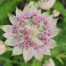 Astrantia major Buckland
