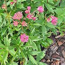 Astrantia major Claret