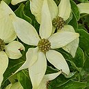Cornus kousa ssp. chinensis Milky Way