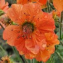 Geum Fire Storm