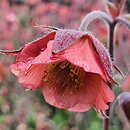 Geum Bell Bank