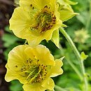 Geum Lemon Drop