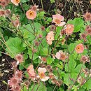 Geum Mai Tai