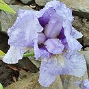 Iris hort. Timescape