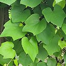 Vitis coignetiae (winorośl japońska)