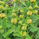 Phlomis russeliana (żeleźniak żółty)