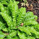 Asplenium scolopendrium Crispum