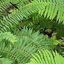 Polystichum setiferum Herrenhausen