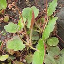 Saxifraga stolonifera Veitchiana