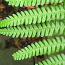 Dryopteris cycadina (nerecznica sagowcowa)