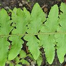 Woodsia intermedia × polystichoides