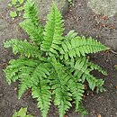 Dryopteris pseudolunanensis
