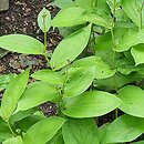 Tricyrtis puberula (trójsklepka omszona)