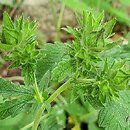 Potentilla kurdica (pięciornik kurdyjski)
