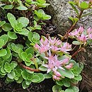 Phedimus stolonifer