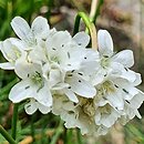 Armeria maritima Alba