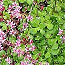 Saxifraga umbrosa (skalnica cienista)