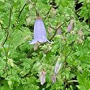 Campanula armena (zrostka amerykańska)