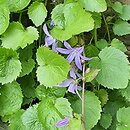 Campanula raddeana (dzwonek Raddego)