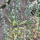 Acuston perenne (fibigia miesiącznicowata)