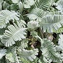Tanacetum haradjanii (wrotycz Haradjana)