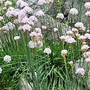 Armeria transmontana (zawciąg zagórski)